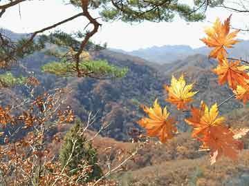 Dear Readers, 别再把英语书信写成翻译腔，一份能救场的格式指南